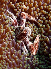 Raja Ampat 2016 - Neopetrolisthes maculatus - Spotted porcelain crab - Crabe porcelaine des anemones - IMG_4810_rc